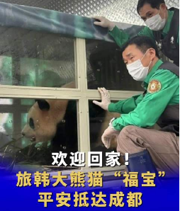 旅韩大熊猫“福宝”抵达成都